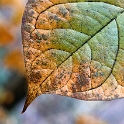 blatt-16X_4537-1-Kopie