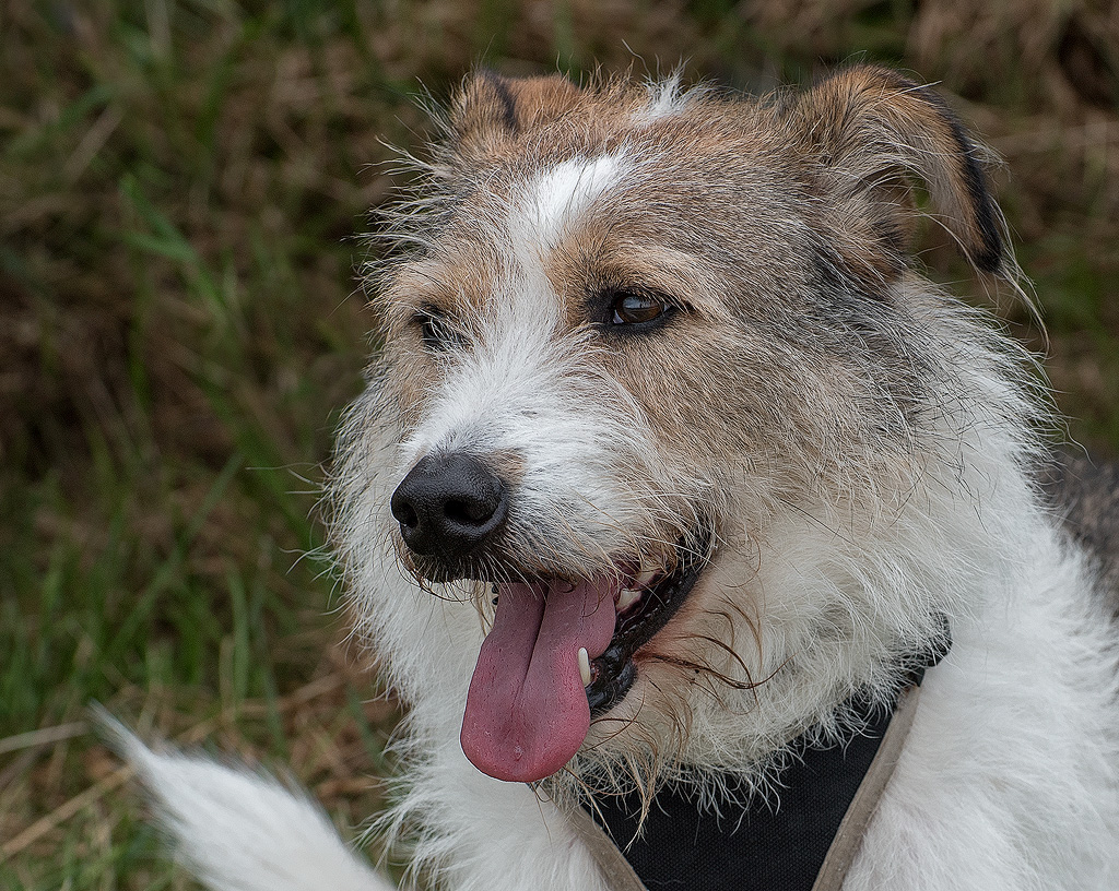 Felix-Dänemark-06---2017-+-17X_6396-1-Bearbeitet-Nr-2-Felix-Kopie.jpg - Felix