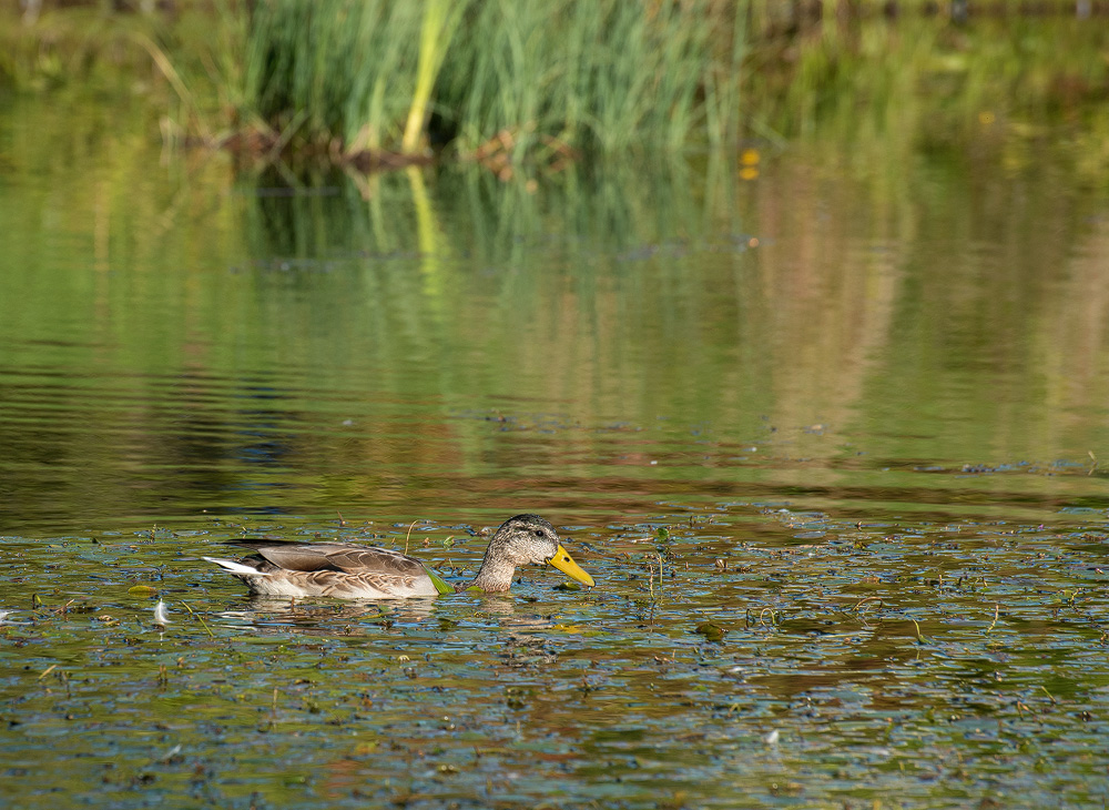 Bayern-08---2016_KA72246-1-Kopie.jpg - Am Abend dann entspannung am Ententeich neben dem Stellplatz