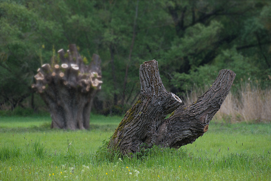 Rhein-04---2017-Rhein-04---201717X_5871-1-Kopie.jpg - Uralte Bäume