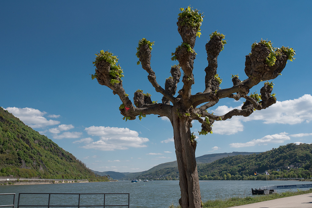 Rhein-04---2017-Rhein-04---201717X_6123-1-Kopie.jpg - Das war sie , unsere Rheintour