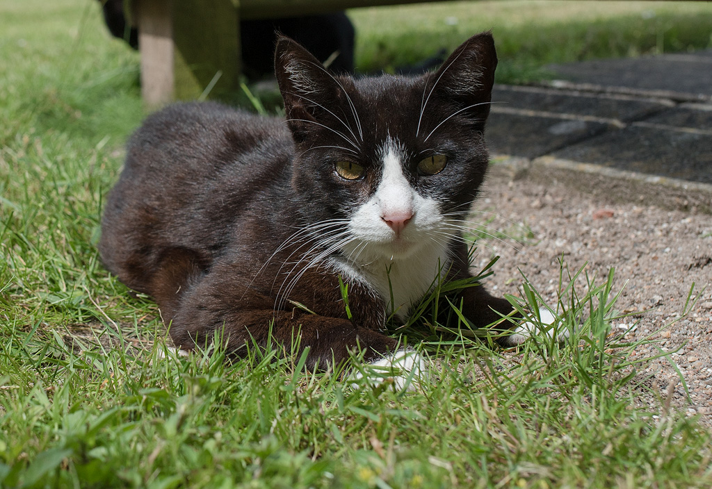 Dänemark-06---2017-+-17X_6184-1-Kopie.jpg - Kätzchen in Tondern