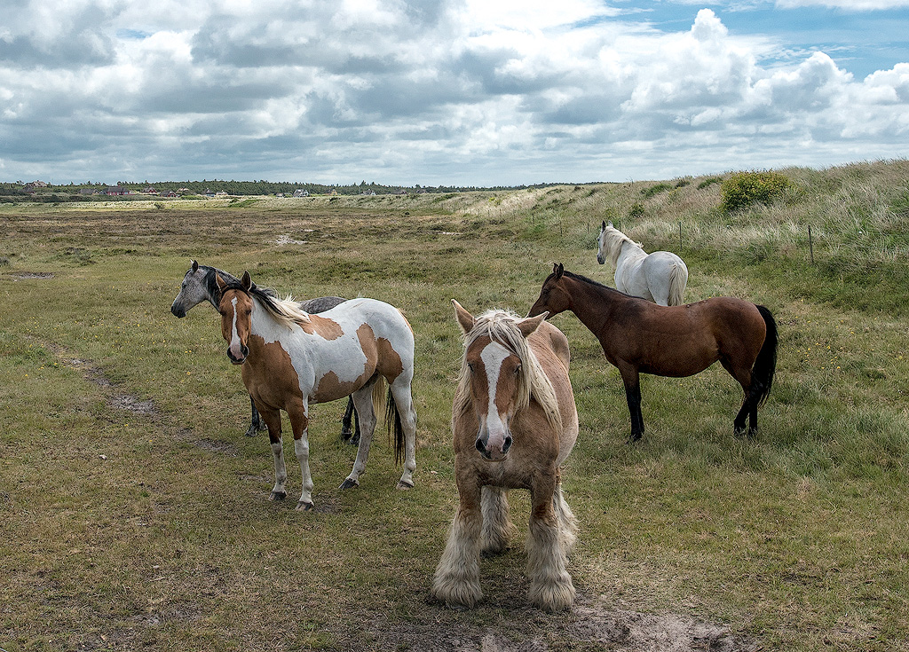Dänemark-06---2017-+-17X_6359-1-Kopie.jpg - In der Nähe von Ringköbing sahen wir diese tollen Pferde