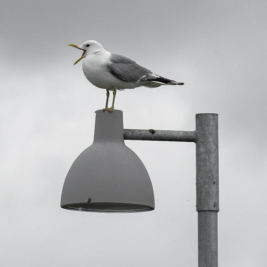 Dänemark-06---2017-+-17X_6454-1-Kopie.jpg - Schreiende Möwe