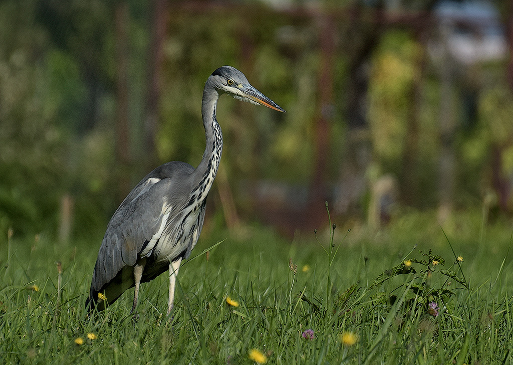 Elsass-09-(11)-1-Kopie-3.jpg - Hier ist unsere 3 wöchige Elsasstour zu Ende - der Elsass wird uns bestimmt wiedersehen