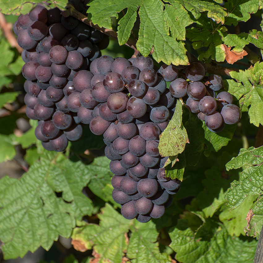 Elsass-09-(121)-1-Kopie.jpg - umgeben von Weinbergen