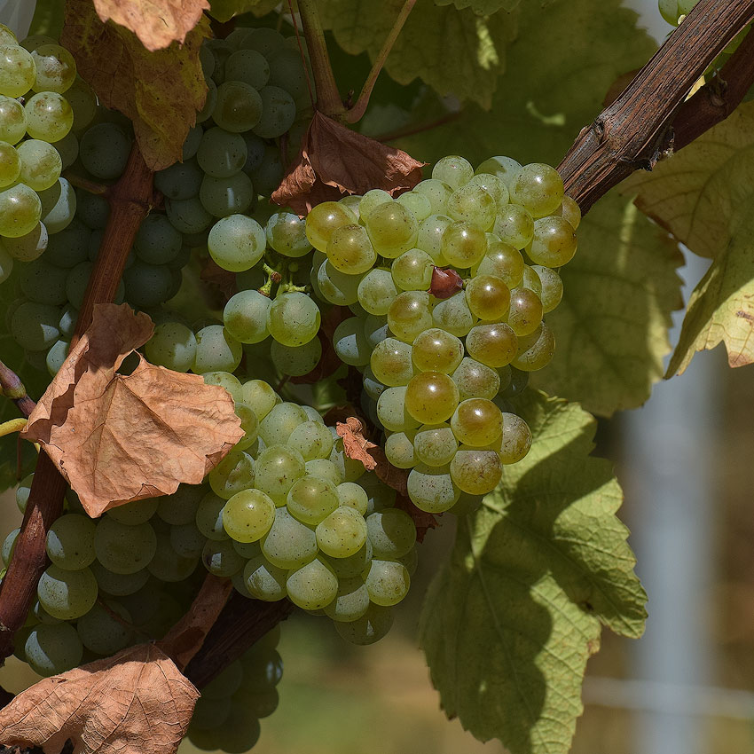 Elsass-09-(166)-1-Kopie.jpg - Am nächsten Morgen Spaziergang durch die Weinberge