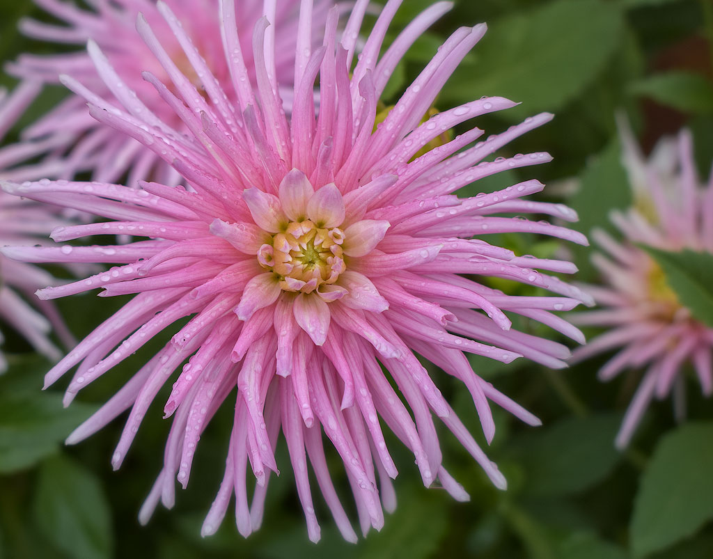 Elsass-09-(278)-1-Kopie.jpg - Die Vorgärten strahlen von der Blumenpracht