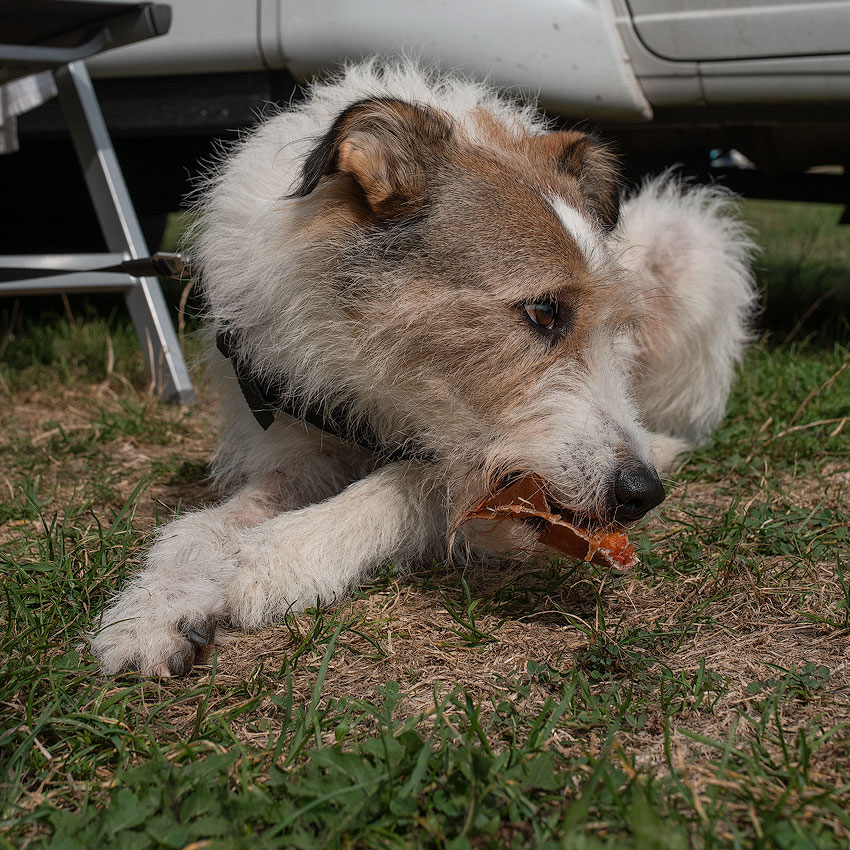 Eifel-Mosel-09---201818X_8693-1-Kopie.jpg - Noch ein Leckerchen für Felix und dann ab nach Hause