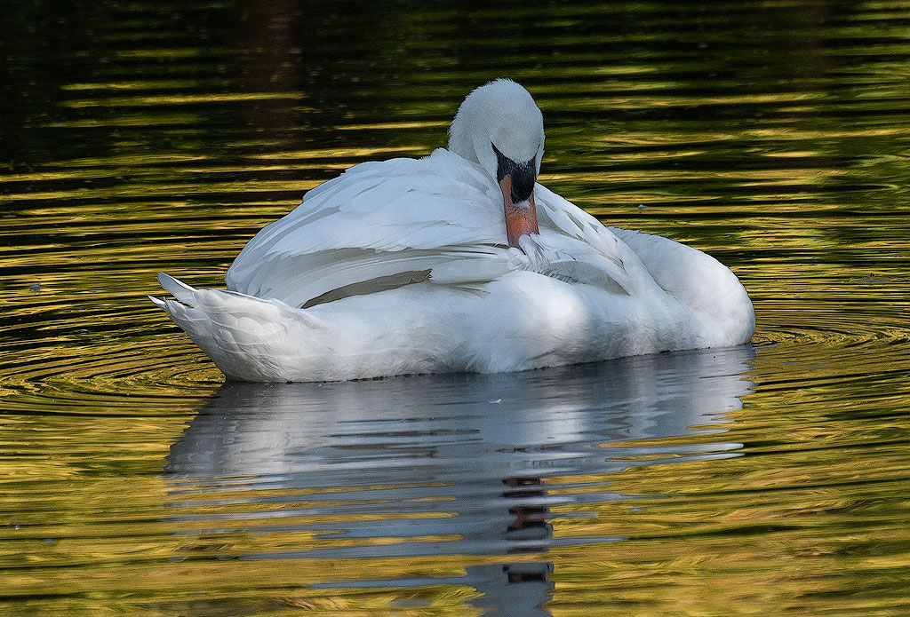 Tour-Belgien-10---201818X_9195-1-Kopie.jpg - Die bunten Herbstbäume legen einen goldenen Teppich auf den Schloßteich