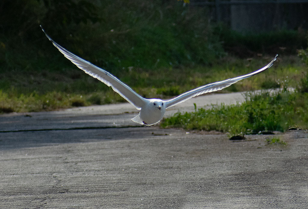 Tour-Belgien-10---2018DSC_3035-1-Kopie.jpg - Gut getroffen