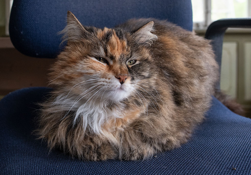 19X_9687.jpg - Ein Wollknäul mit Augen