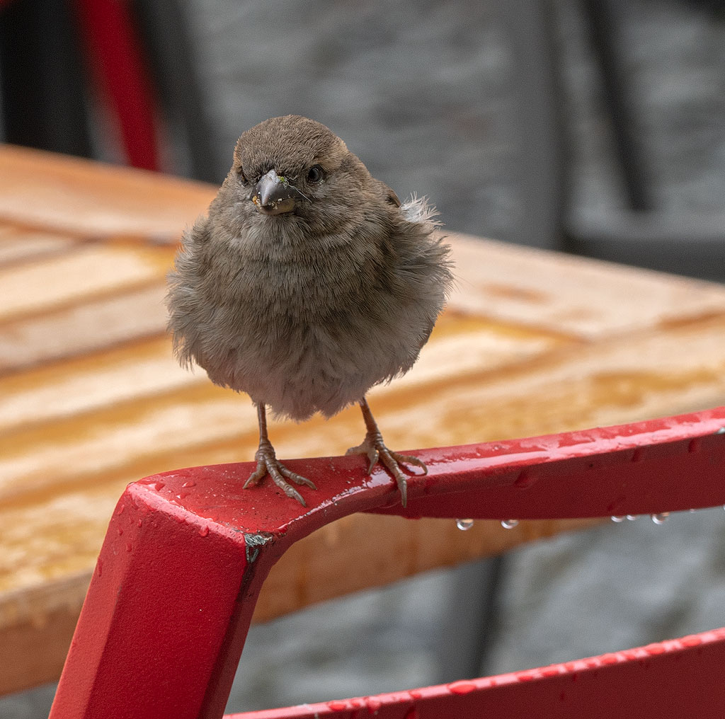 19X_9810.jpg - Dieser kesse Kerl schaute uns beim Eisessen zu