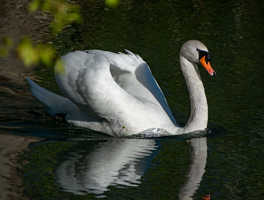DSC_3704.jpg - Ein Prachtkerl - aber am darauffolgenden Morgen griff der bekloppte Schwan aus heiterem Himmel unseren Felix an. Die  Schwäne können richtig böse werden