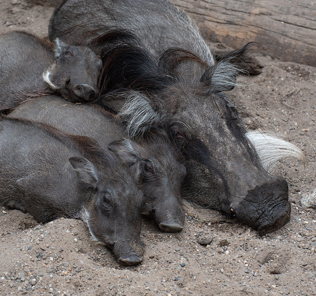 19X_0233-Münsterland-07.jpg - Gemütliche Zusammenkunft