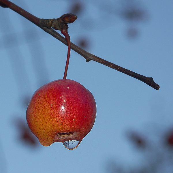 Blüte-Blume--Pict-7116_Bild.jpg