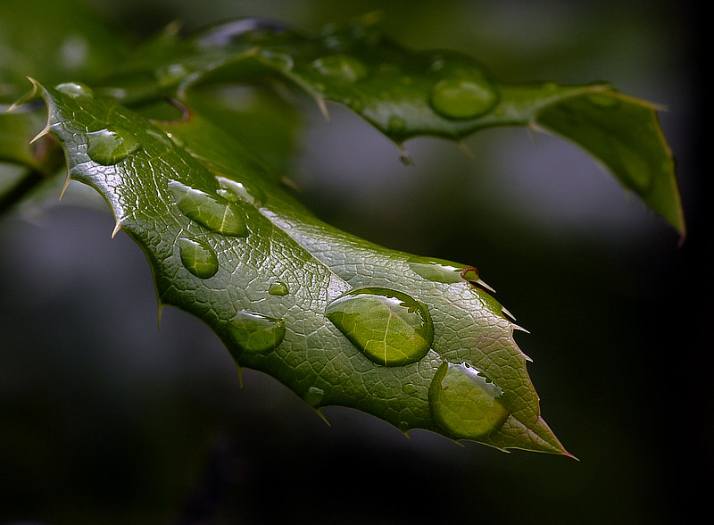 Pflanze_DDD0780_Bildgröße-ä.jpg - Nach dem Regen