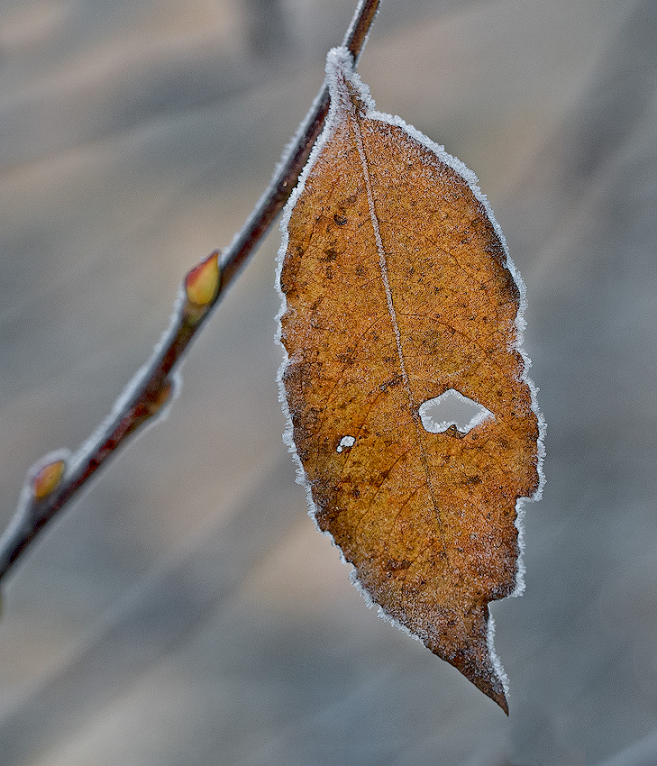 Ausschnitt-Blatt-16X_5167-1-Kopie.jpg