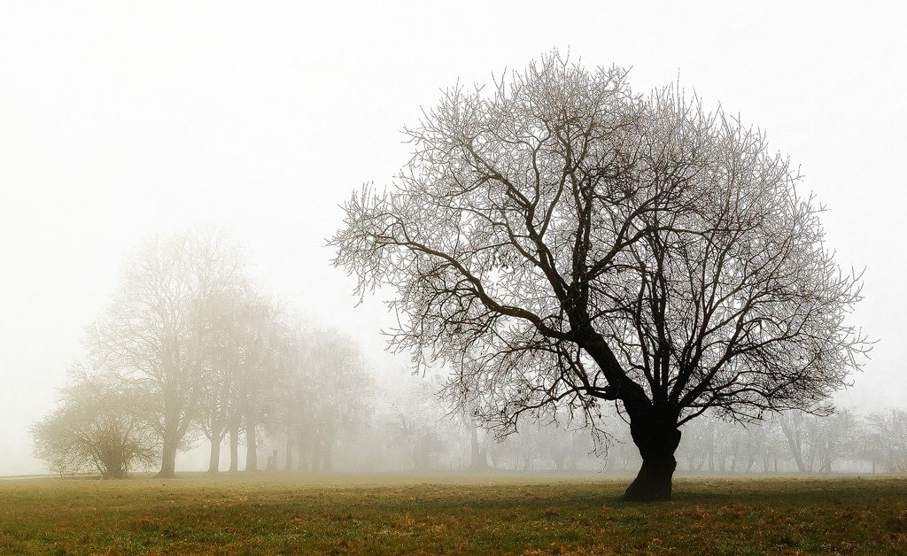 Nr-2-Baum-SAM_1194-1-Kopie.jpg