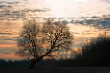 Baum-16X_5242-1-Kopie